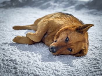 Portrait of german shepherd dog lying down in the snow