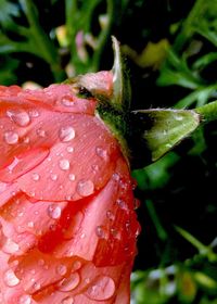 Close-up of wet red flower blooming outdoors