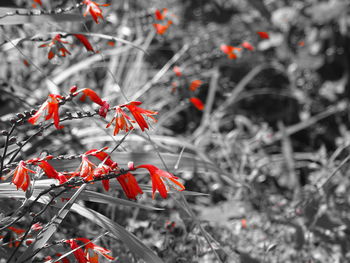 Close-up of red flower plant in winter