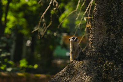 View of an animal on tree trunk