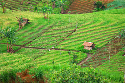 Scenic view of agricultural field