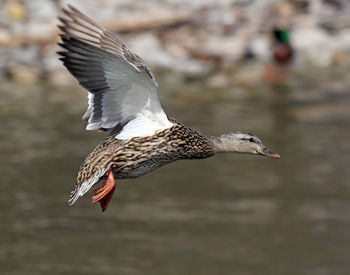 Close-up of bird flying