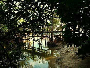 Reflection of trees in water