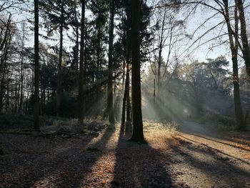 Trees in forest against sky