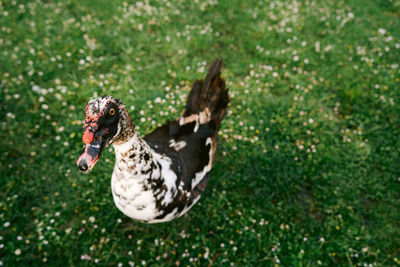 Close-up of a dog on field