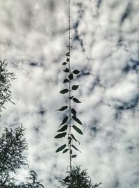 Low angle view of tree against sky