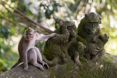 Close-up of monkey sitting on tree