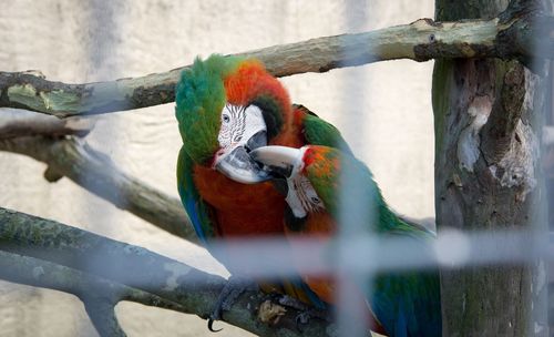 Close-up of parrot perching on branch