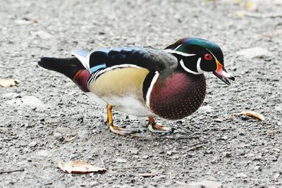 Close-up of a bird