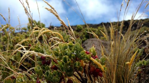 Close-up of crops growing on field against sky