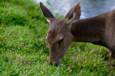 Sambar Deer