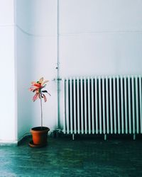 Potted plant by radiator in building