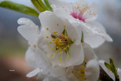 Close-up of white flowers blooming in park