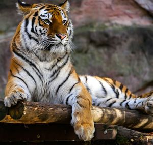 Tiger sitting gracefully in a zoo