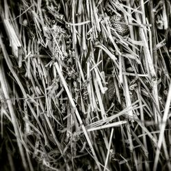 Full frame shot of hay