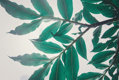 Close-up of plant leaves against sky