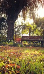 Trees growing in park