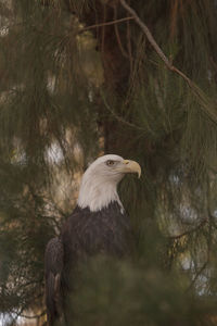 Low angle view of bald eagle perching on tree