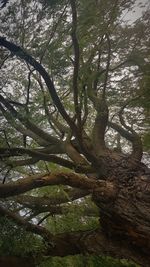 Low angle view of tree in forest