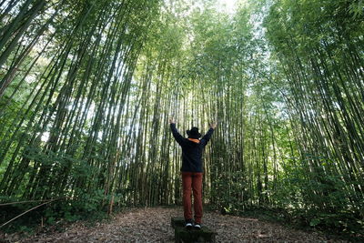 Rear view of person standing in forest