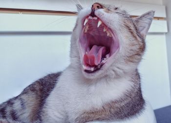 Close-up of cat yawning