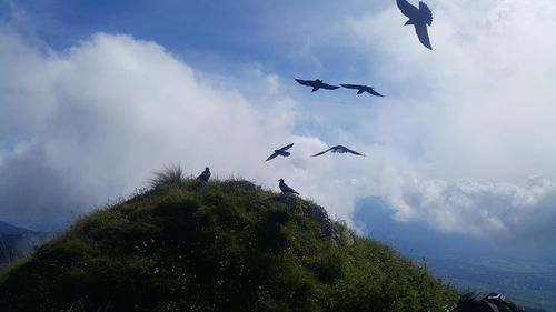 Low angle view of birds flying in sky