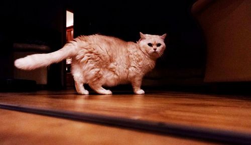 Portrait of ginger cat on wooden table