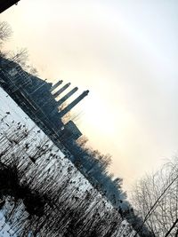 Low angle view of plants against sky during winter