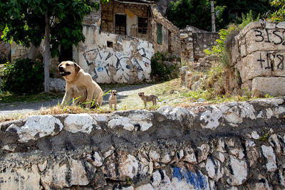 Dog standing on rock against building