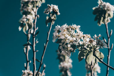 Low angle view of plant against blue sky