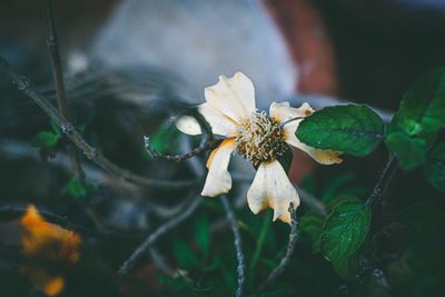 Close-up of wilted flower plant