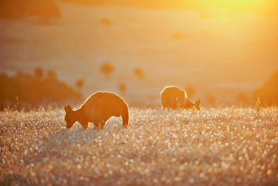 View of  kangaroos on field during sunset