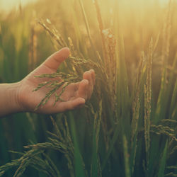 Closeup of baby hands and golden yellow rice in bokeh background