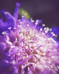 Close-up of pink flowers