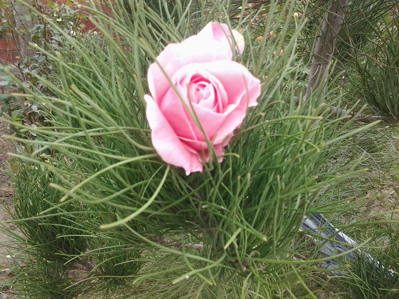 pink color, flower, growth, nature, beauty in nature, petal, grass, fragility, plant, no people, close-up, green color, flower head, outdoors, freshness, day