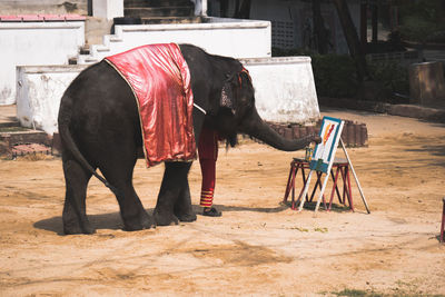 View of elephant in front of building