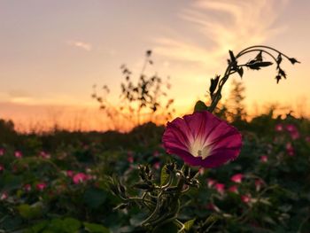 Close-up of flowering plant on field against sky