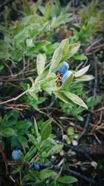 High angle view of small plant