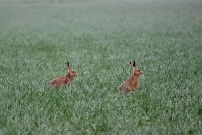 Hares on grassy field