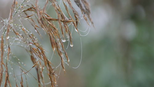 Close-up of plant