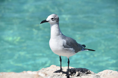 Terrific side profile of a laughing gull on the coast in aruba.