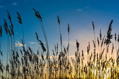 Close-up of wheat growing on field against sky