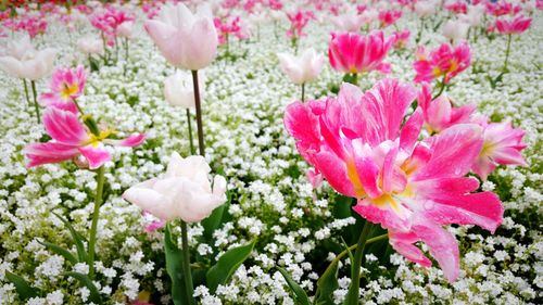 Close-up of pink flowers