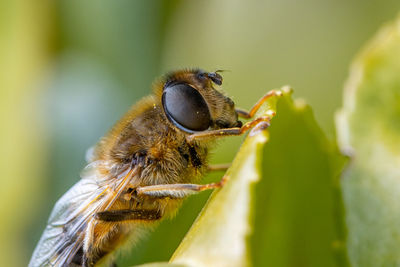 Close-up of bee pollinating flower