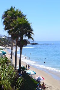 Palm trees on beach against clear blue sky