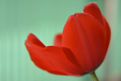 Close-up of red flower