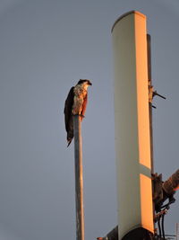 Bird perching on wooden post against sky