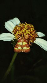 Close-up of flower against black background