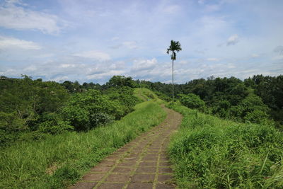 Scenic view of trees on field against sky