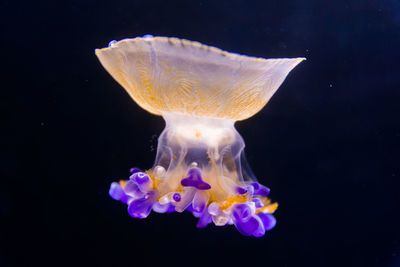 Beautiful jellyfish floating in aquarium water